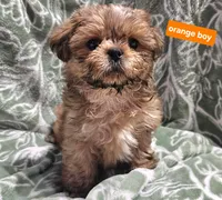 Orange boy, a male Shih Tzu for sale in Rapid City, SD – 4 of 4