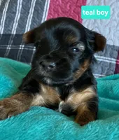 Teal boy, a male Yorkshire Terrier for sale in Rapid City, SD – 4 of 5