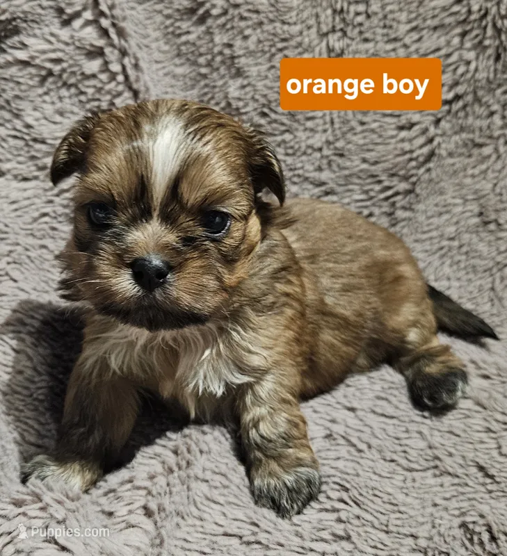 Orange boy – Shih Tzu puppy for sale in Rapid City, SD