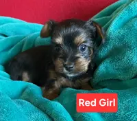 Red girl, a female Yorkshire Terrier for sale in Rapid City, SD – Photo 4 of 5