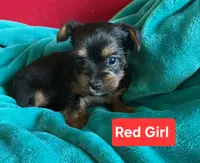 Red girl, a female Yorkshire Terrier for sale in Rapid City, SD – Photo 5 of 5