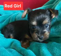 Red girl, a female Yorkshire Terrier for sale in Rapid City, SD – Photo 2 of 5