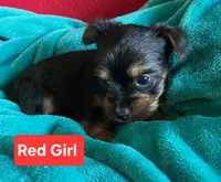 Red girl, a female Yorkshire Terrier for sale in Rapid City, SD – Photo 3 of 5
