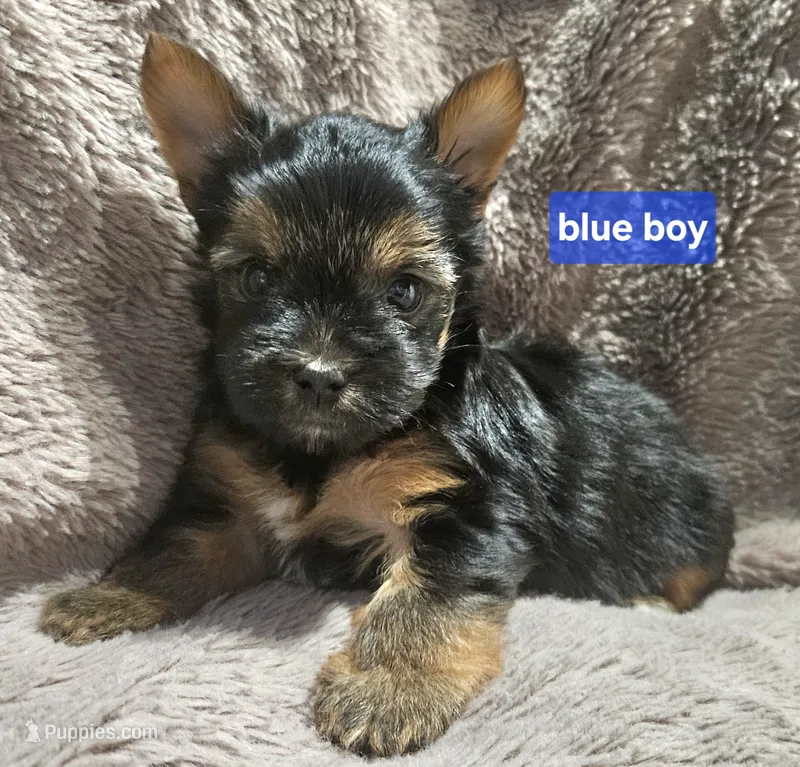 Blue Boy  Yorkie – Yorkshire Terrier puppy for sale in Rapid City, SD