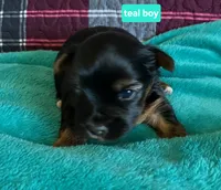 Teal boy, a male Yorkshire Terrier for sale in Rapid City, SD – 5 of 5