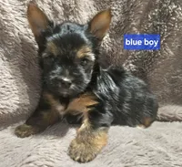 Blue Boy  Yorkie, a male Yorkshire Terrier for sale in Rapid City, SD – 3 of 6