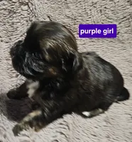 Purple girl , a female Shih Tzu for sale in Rapid City, SD – 3 of 5