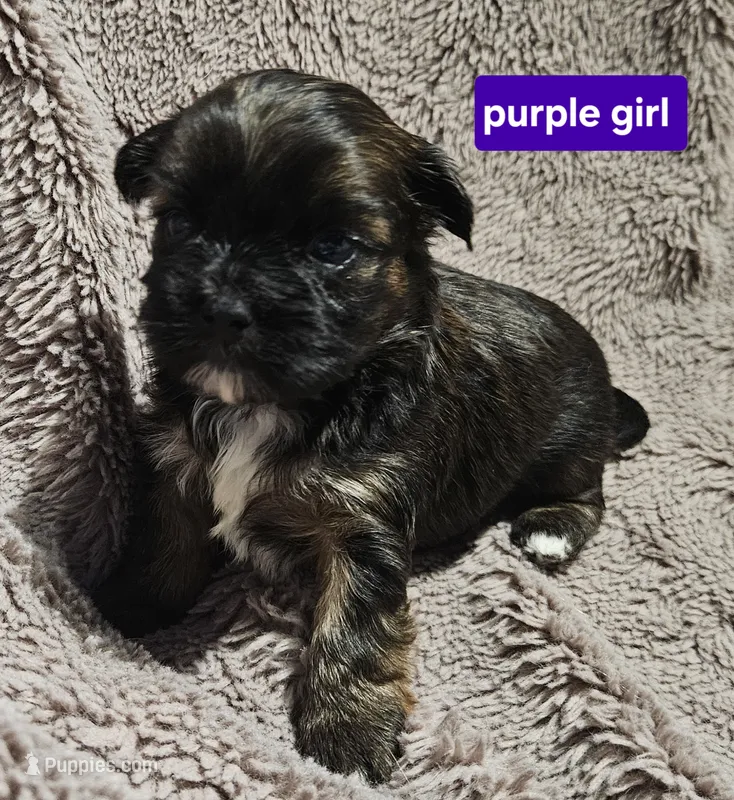 Purple girl  – Shih Tzu puppy for sale in Rapid City, SD