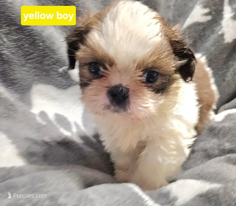 Blue boy – Shih Tzu puppy for sale in Rapid City, SD