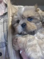 Orange boy, a male Shih Tzu for sale in Rapid City, SD – 3 of 4