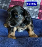 Blue Boy , a male Yorkshire Terrier for sale in Rapid City, SD – 2 of 4