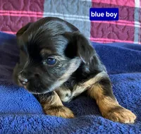 Blue Boy , a male Yorkshire Terrier for sale in Rapid City, SD – 4 of 4