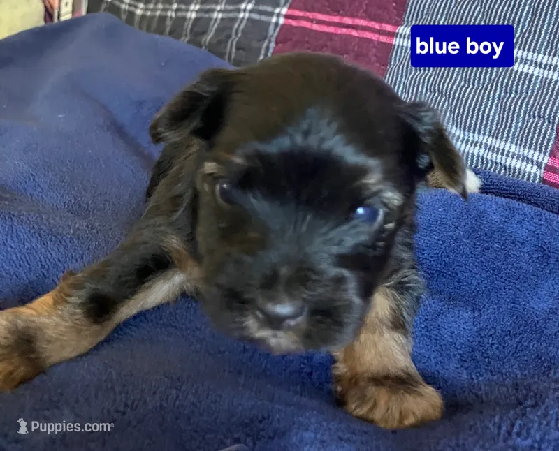 Blue Boy  – Yorkshire Terrier puppy for sale in Rapid City, SD