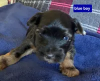 Blue Boy , a male Yorkshire Terrier for sale in Rapid City, SD – 1 of 4