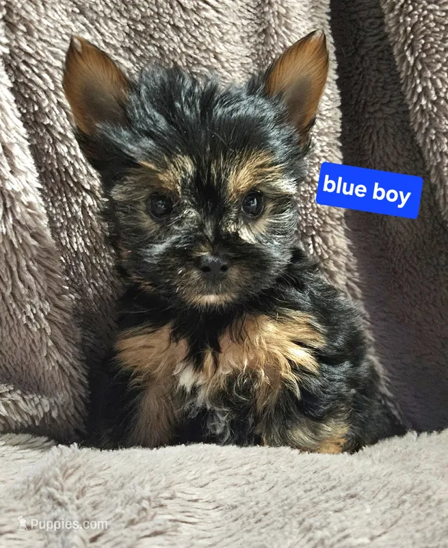 Blue Boy  Yorkie – Yorkshire Terrier puppy on hold in Rapid City, SD