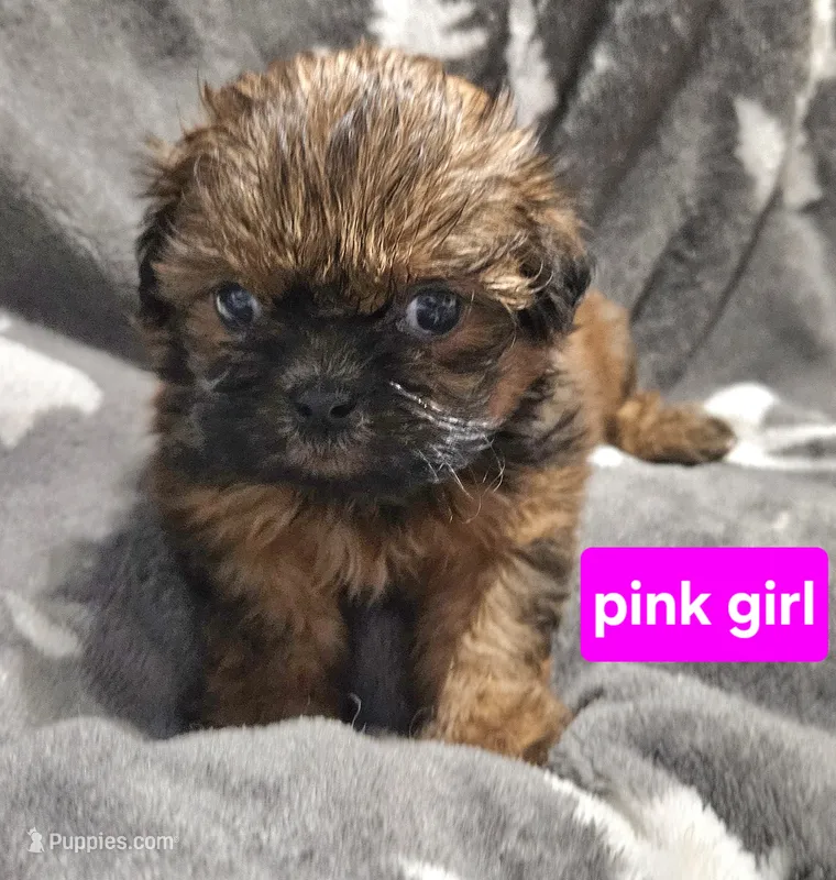 Pink girl – Shih Tzu puppy for sale in Rapid City, SD