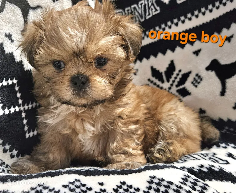 Orange boy – Shih Tzu puppy for sale in Rapid City, SD