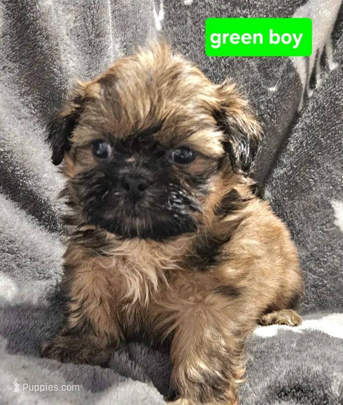 Green boy – Shih Tzu puppy for sale in Rapid City, SD