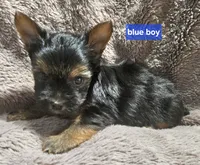 Blue Boy  Yorkie, a male Yorkshire Terrier for sale in Rapid City, SD – 4 of 6