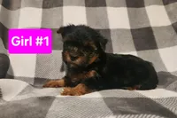 Pink Girl, a female Yorkshire Terrier for sale in Rapid City, SD – Photo 2 of 4