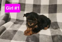Pink Girl, a female Yorkshire Terrier for sale in Rapid City, SD – Photo 4 of 4