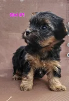 Pink Girl, a female Yorkshire Terrier for sale in Rapid City, SD – Photo 3 of 4