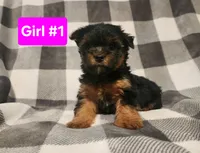 Pink Girl, a female Yorkshire Terrier for sale in Rapid City, SD – Photo 1 of 4
