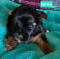Teal boy, a male Yorkshire Terrier for sale in Rapid City, SD – 2 of 5