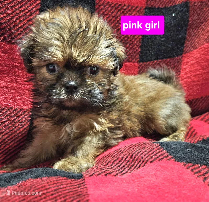 Pink girl – Shih Tzu puppy on hold in Rapid City, SD
