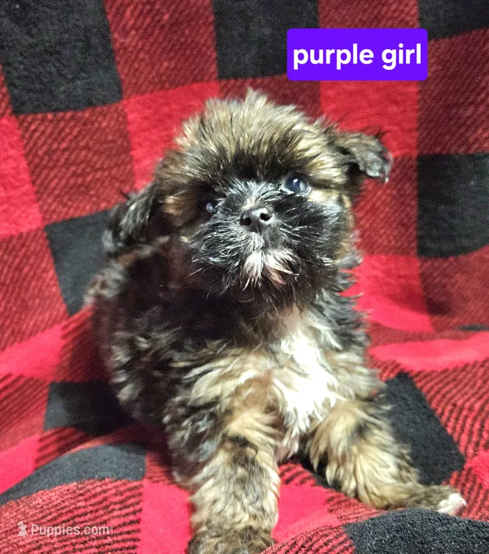 Purple girl  – Shih Tzu puppy for sale in Rapid City, SD