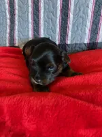 Red girl yorkie, a female Yorkshire Terrier for sale in Rapid City, SD – 4 of 4