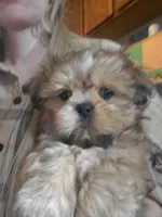 Orange boy, a male Shih Tzu for sale in Rapid City, SD – 2 of 4