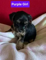 Purple girl, a female Yorkshire Terrier for sale in Rapid City, SD – Photo 3 of 3