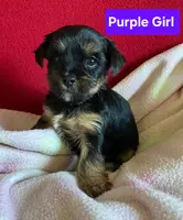 Purple girl, a female Yorkshire Terrier for sale in Rapid City, SD – Photo 2 of 3