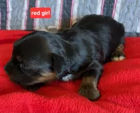 Red girl yorkie, a female Yorkshire Terrier for sale in Rapid City, SD – 2 of 4