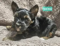 Teal boy Yorkie, a male Yorkshire Terrier for sale in Rapid City, SD – 6 of 7