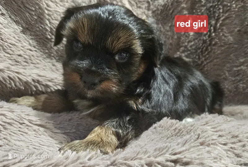 Red girl yorkie – Yorkshire Terrier puppy for sale in Rapid City, SD