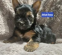 Blue Boy  Yorkie, a male Yorkshire Terrier for sale in Rapid City, SD – 2 of 6