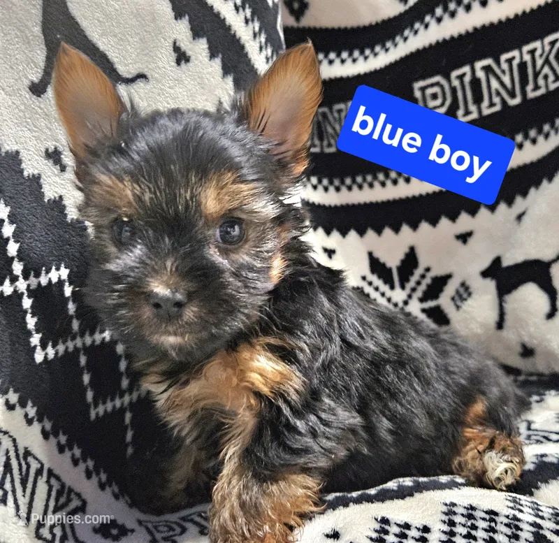 Blue Boy  Yorkie – Yorkshire Terrier puppy for sale in Rapid City, SD