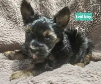Teal boy Yorkie, a male Yorkshire Terrier for sale in Rapid City, SD – 3 of 7