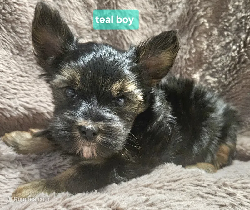 Teal boy Yorkie – Yorkshire Terrier puppy for sale in Rapid City, SD