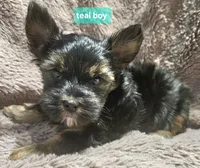Teal boy Yorkie, a male Yorkshire Terrier for sale in Rapid City, SD – 1 of 7