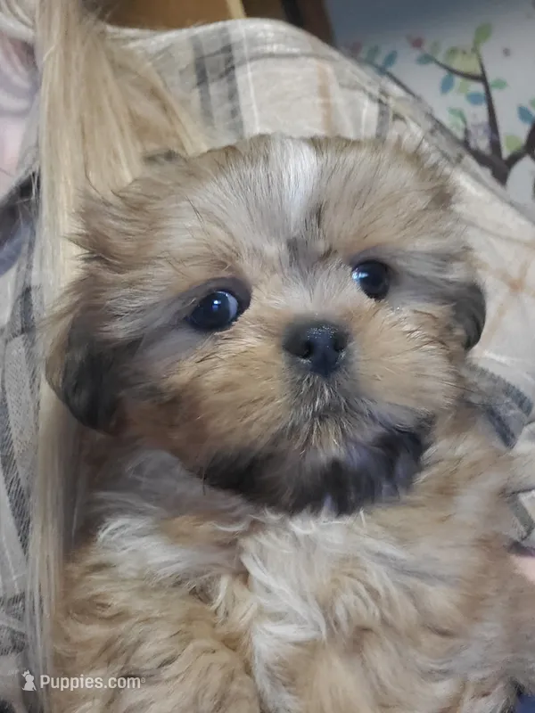 Orange boy – Shih Tzu puppy on hold in Rapid City, SD
