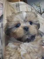 Orange boy, a male Shih Tzu for sale in Rapid City, SD – 1 of 4