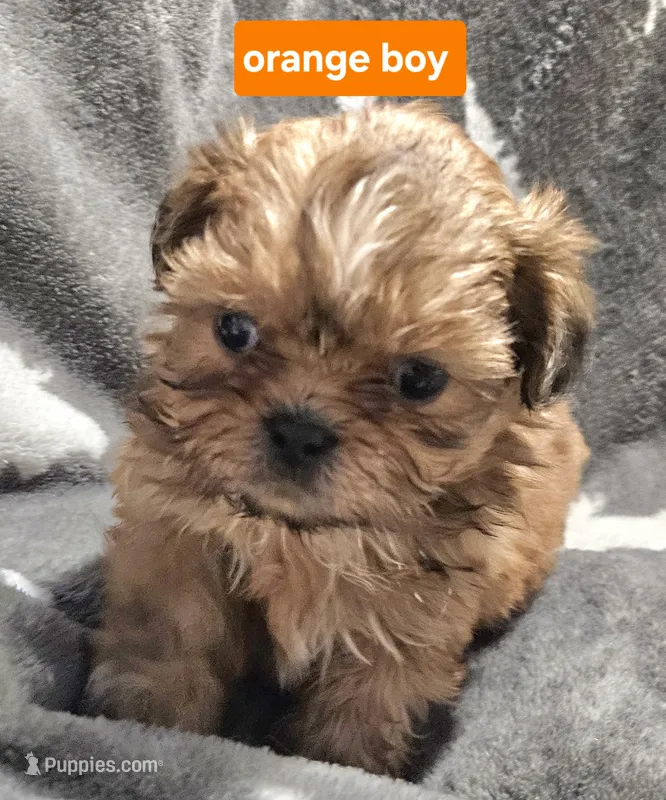 Orange boy – Shih Tzu puppy for sale in Rapid City, SD