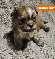 Orange boy, a male Shih Tzu for sale in Rapid City, SD – 2 of 4