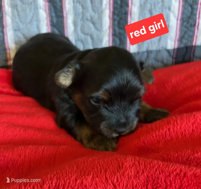 Red girl yorkie – Yorkshire Terrier puppy for sale in Rapid City, SD