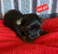 Red girl yorkie, a female Yorkshire Terrier for sale in Rapid City, SD – 1 of 4