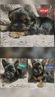 Blue Boy  Yorkie, a male Yorkshire Terrier for sale in Rapid City, SD – 5 of 6