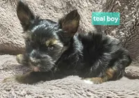 Teal boy Yorkie, a male Yorkshire Terrier for sale in Rapid City, SD – 4 of 7